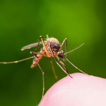 Evitar a Presença de Mosquitos em Casa